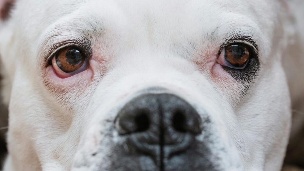 Adorable close-up of a white bulldog's face, highlighting its expressive eyes.