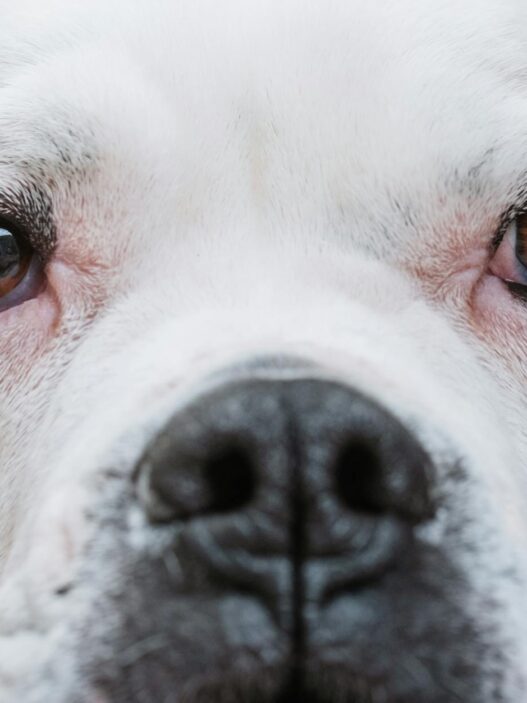 Adorable close-up of a white bulldog's face, highlighting its expressive eyes.