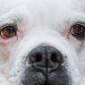 Adorable close-up of a white bulldog's face, highlighting its expressive eyes.
