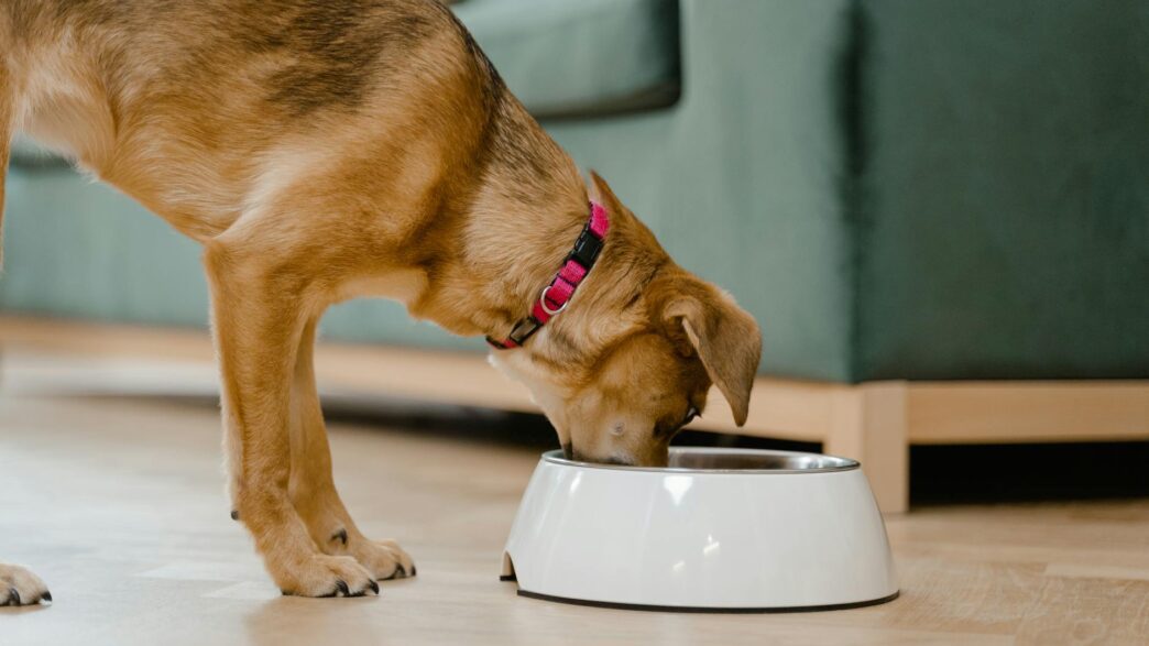 A domestic dog wearing a pink collar eats from a white bowl inside a home.