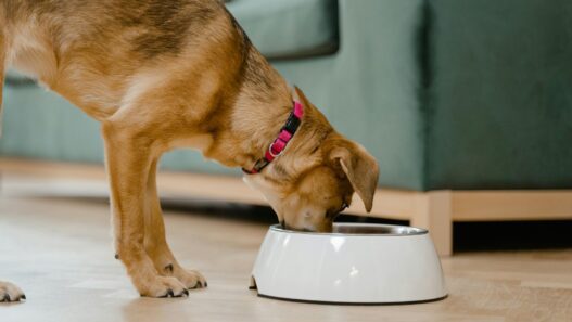 A domestic dog wearing a pink collar eats from a white bowl inside a home.