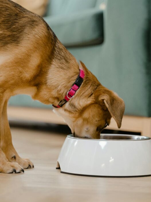 A domestic dog wearing a pink collar eats from a white bowl inside a home.