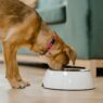 A domestic dog wearing a pink collar eats from a white bowl inside a home.
