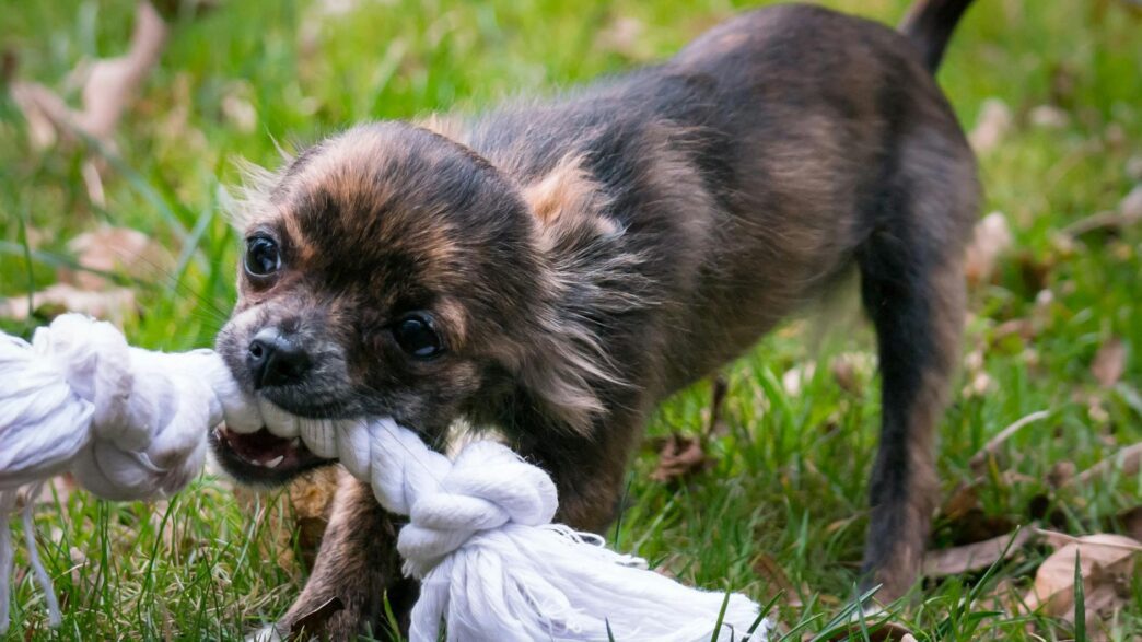 Close-up of a cute chihuahua puppy energetically playing with a rope toy on grass.