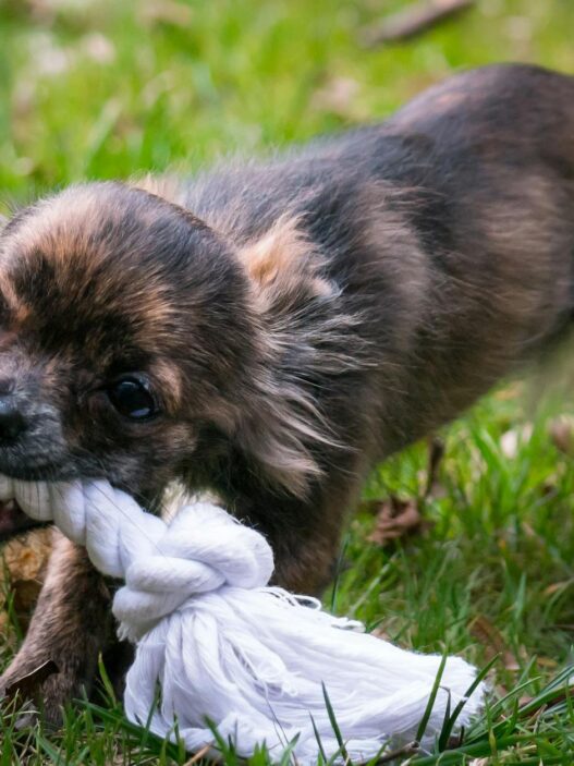 Close-up of a cute chihuahua puppy energetically playing with a rope toy on grass.