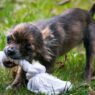 Close-up of a cute chihuahua puppy energetically playing with a rope toy on grass.