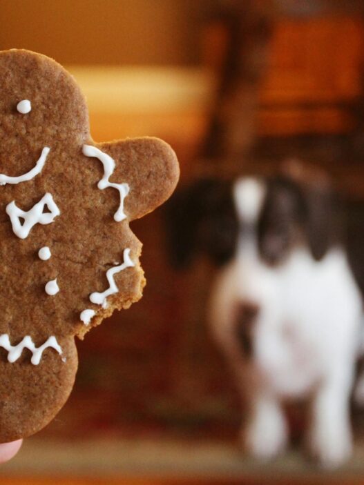 A gingerbread cookie held in focus with a blurred dog in the background.
