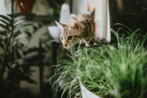 A curious Bengal cat explores lush indoor plants, creating a playful atmosphere.