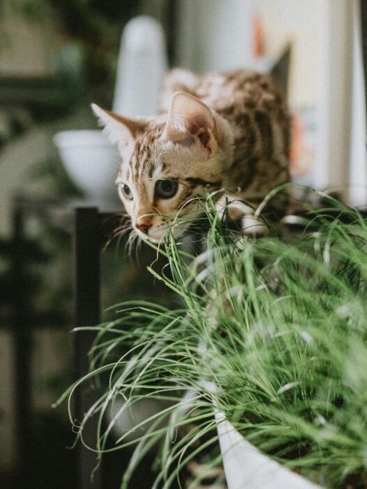 A curious Bengal cat explores lush indoor plants, creating a playful atmosphere.