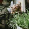 A curious Bengal cat explores lush indoor plants, creating a playful atmosphere.