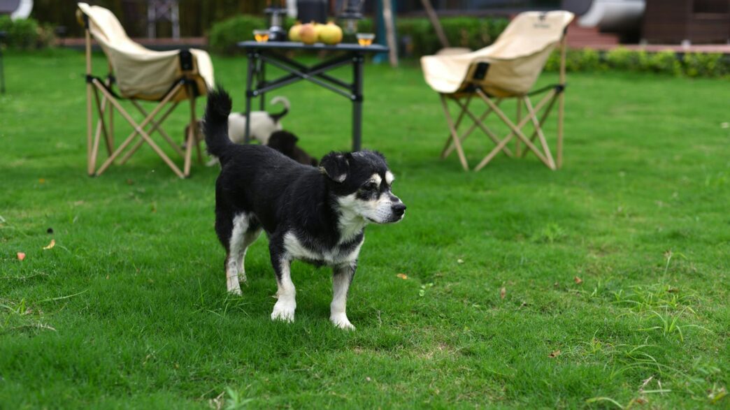 A small dog explores a vibrant green backyard with outdoor chairs and a table setup.