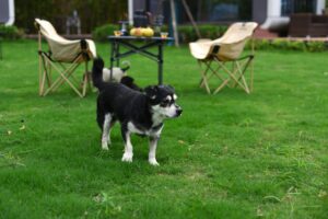 A small dog explores a vibrant green backyard with outdoor chairs and a table setup.
