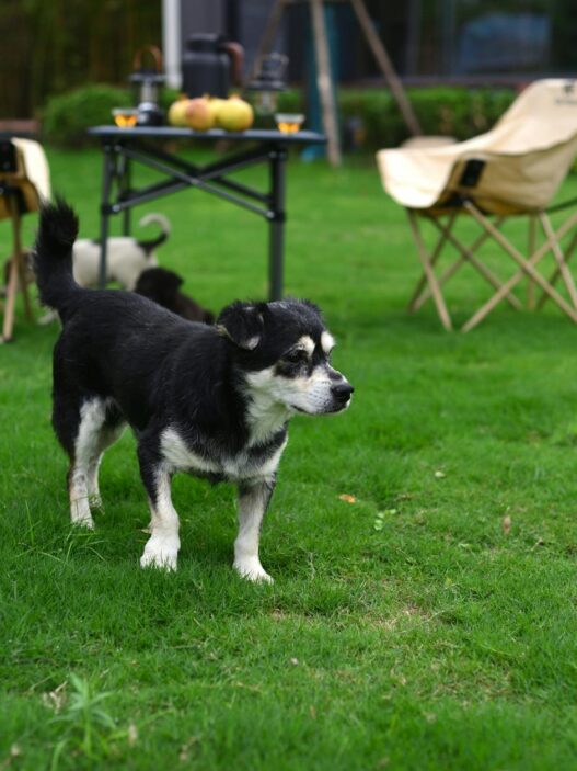 A small dog explores a vibrant green backyard with outdoor chairs and a table setup.