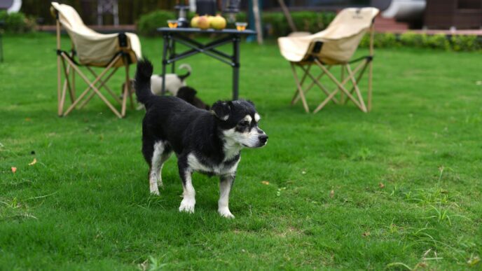A small dog explores a vibrant green backyard with outdoor chairs and a table setup.