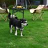 A small dog explores a vibrant green backyard with outdoor chairs and a table setup.